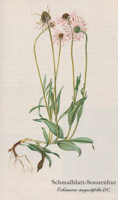 Schmalblatt-Sonnenhut (Echinacea angustifolia DC.)