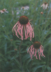 Phytotherapeutische Welt - 1983