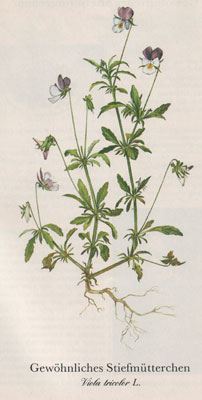Gewöhnliches Stiefmütterchen (Viola tricolor L.)