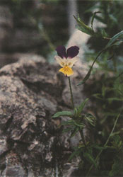Phytotherapeutische Welt - 1983