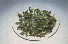 Phytotherapeutische Welt - 1983