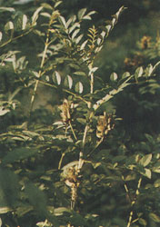 Phytotherapeutische Welt - 1983