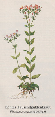 Echtes Tausendgüldenkraut (Centaurium minus MOENCH)