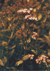 Phytotherapeutische Welt - 1983