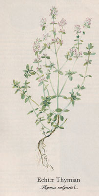 Echter Thymian (Thymus vulgaris L.) (Thymus zygis)