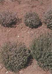 Phytotherapeutische Welt - 1983