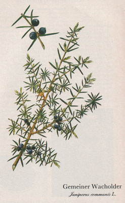 Gemeiner Wacholder (Juniperus communis L.)