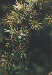 Phytotherapeutische Welt - 1983