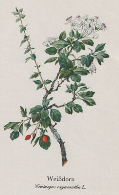 Weißdorn (Crataegus oxyacantha L.)
