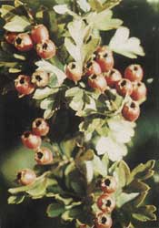 Phytotherapeutische Welt - 1983