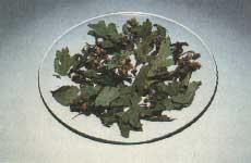 Phytotherapeutische Welt - 1983