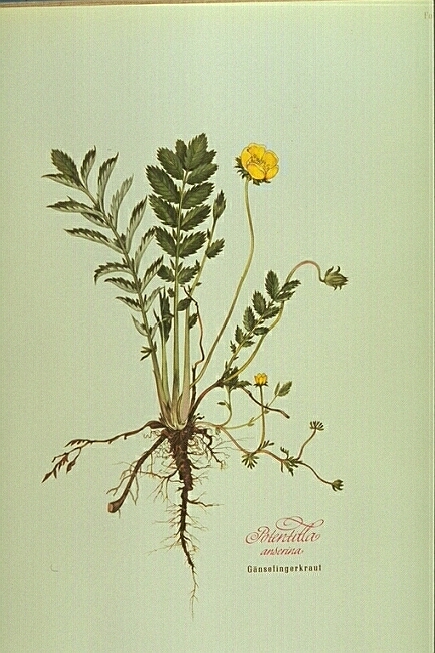 Potentilla anserina