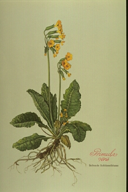 Primula Veris