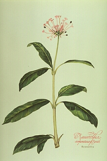 Rauwolfia