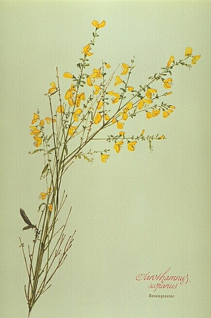 Sarothamnus Scoparius