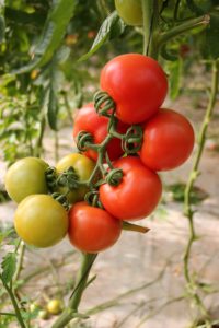 Pflanzengeräusche von Tomaten