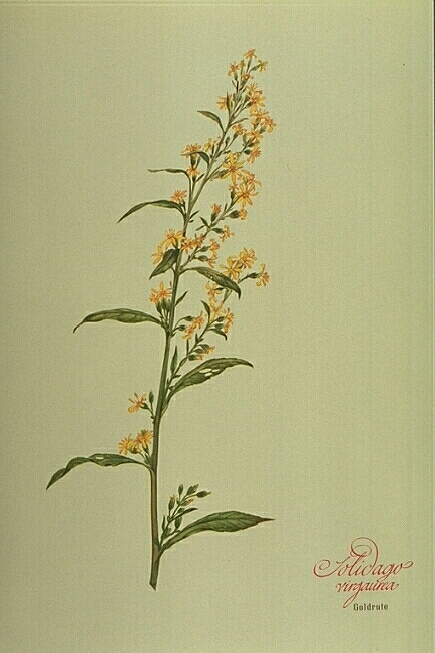 Solidago Virgaurea