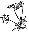 Stiefmuetterchen