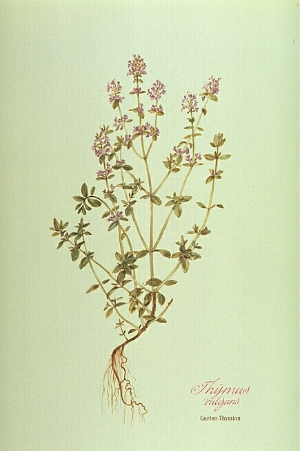 Thymus vulgaris L.
