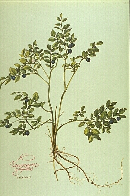 Heidelbeere