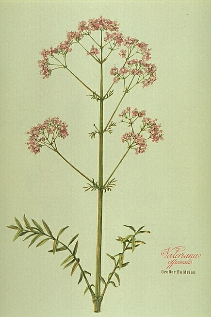 Valeriana Officinalis