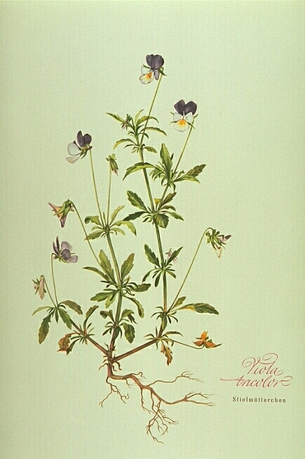 Viola Tricolor
