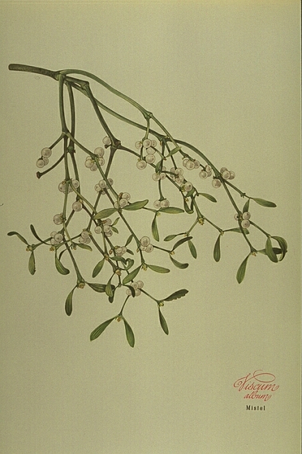 Viscum Album