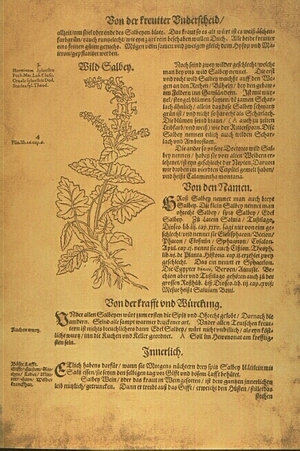 Vom Salbey 1